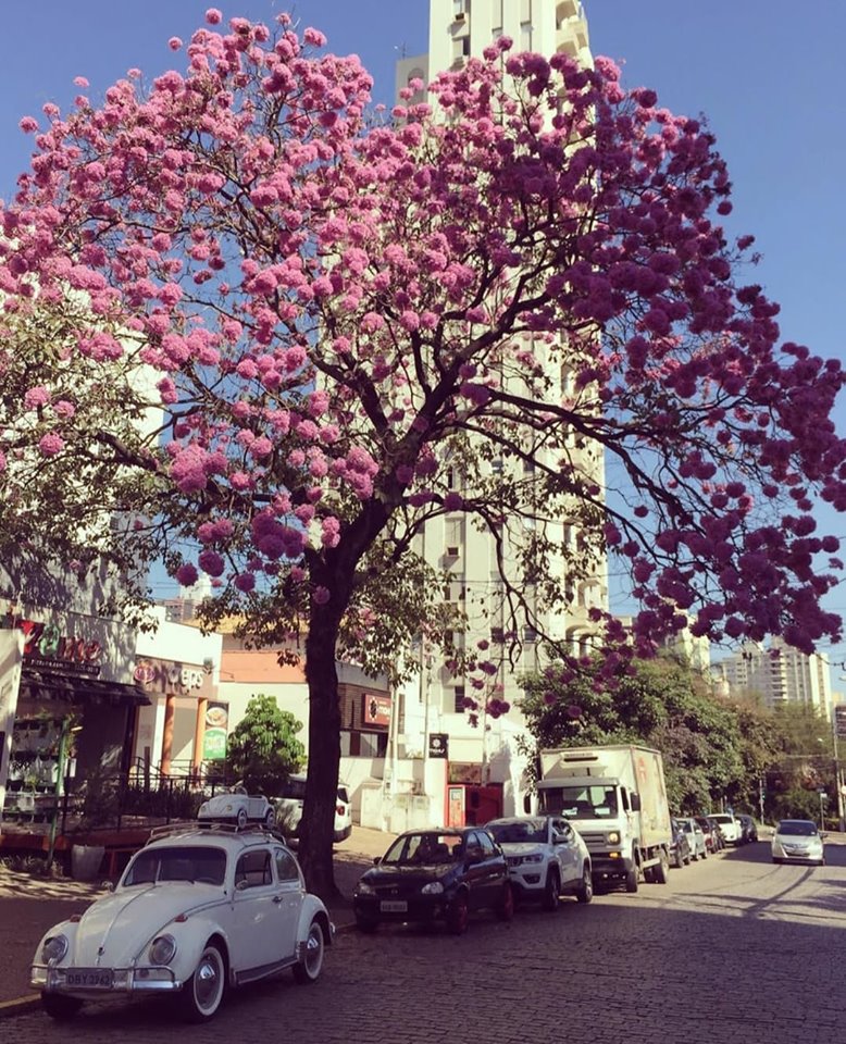 Meus Fusca 66 nas ruas do Cambuí em Campinas